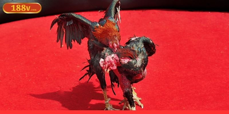 Lợi thế xem tướng gà ở 188V