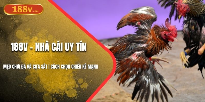 Mẹo chơi đá gà cựa sắt