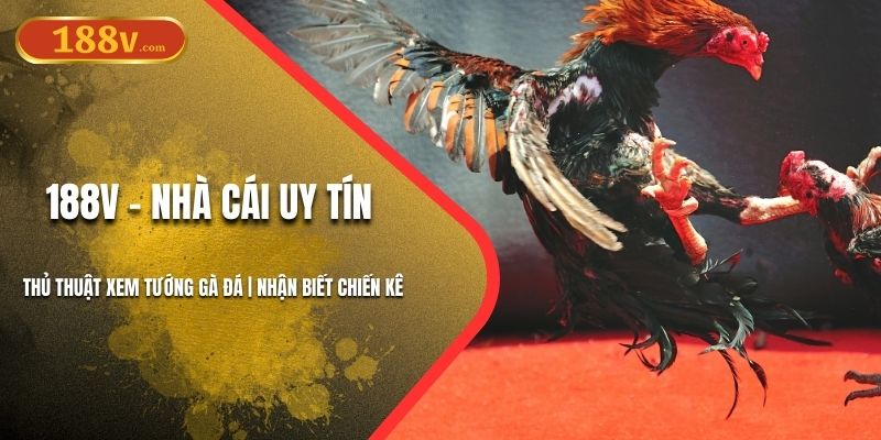 Cách xem gà đá hay