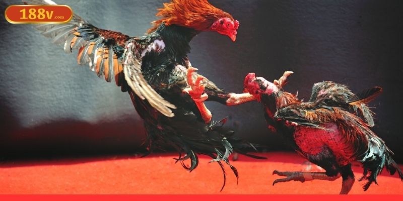 Quan sát tướng chiến kê chuẩn xác toàn diện