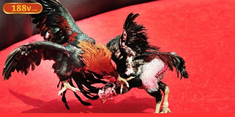 Mẹo chọn chiến kê theo tướng chuẩn