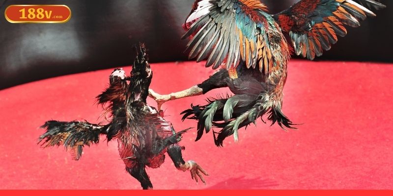 Ưu thế nổi bật khi tham gia đá gà 188V trực tuyến