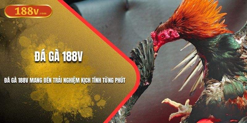 Đá Gà 188v Mang Đến Trải Nghiệm Kịch Tính Từng Phút